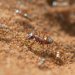 O cеребристом покрытии муравьев Сахары, помогающем выжить в адской жаре