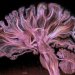 Нейроискусство: зачем создают картины из нейронов мозга