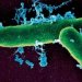 Бактерии-извозчики