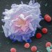 Новый микрочип для захвата белых кровяных клеток