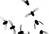 ИИ и роботы раскрыли загадочную механику полета насекомых