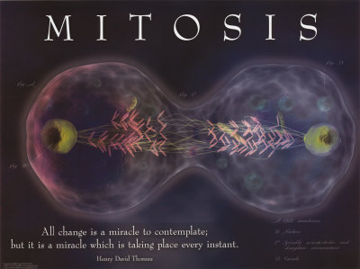 Mitosis-Posters.jpg