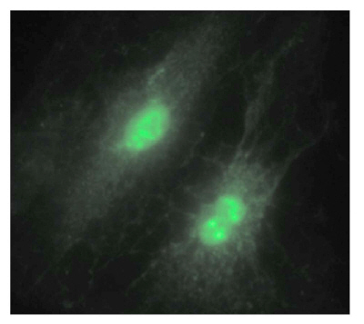 Флуоресценция квантовых точек в клетках