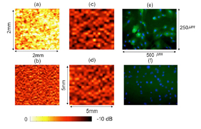 Контрастное изображение культуры клеток с диагностическими наноштырями