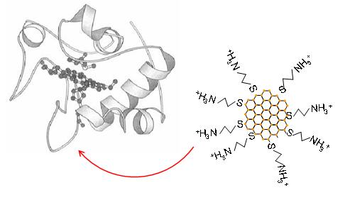 Цитохром с и прикрепление биомолекул к наночастице золота
