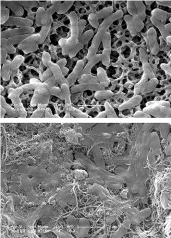 Культура E. Coli до и после обработки нанотрубками