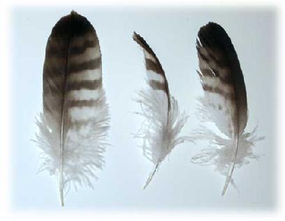 ChickenFeathers_063009.jpg