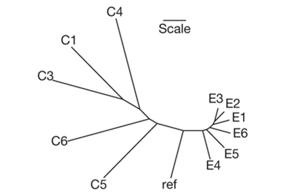 phylogenetic_tree_for_evolved_and_coevolved_phage_populations_600.jpg