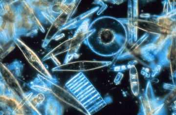 800px-diatoms_through_the_microscope.jpg