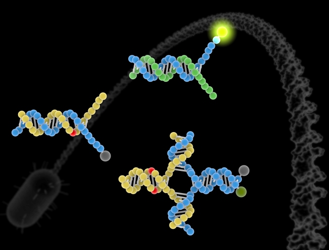 Днк зонд. Метод ДНК зондов. Флуоресцентный ДНК-зонд. ДНК зонды микробиология. РНК-зонды.