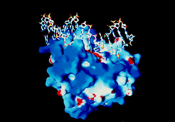 a6050121- dna_repaired_by_hap1_enzyme-spl.png