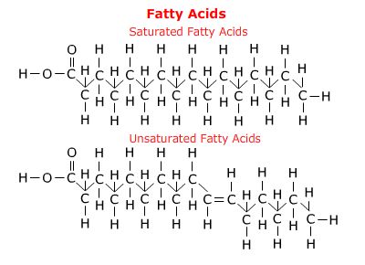 fatty_acids.jpg