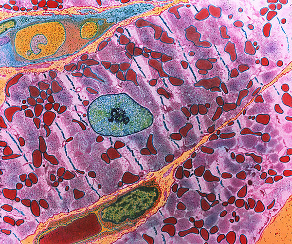 p1540138-coloured_tem_of_healthy_cardiac_muscle_ce-spl_0.png