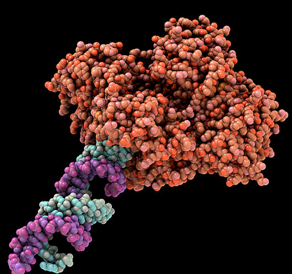 c0088640-rna-induced_silencing_complex-spl.png