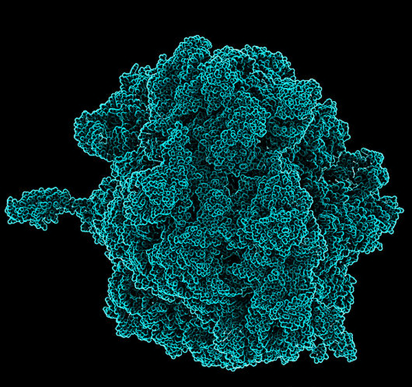c0087856-bacterial_ribosome_molecular_model-spl.png