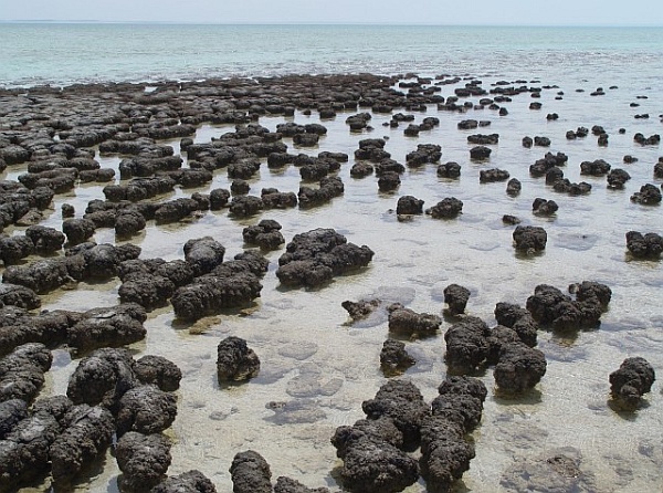 stromatolites_in_sharkbay-640x476.jpg