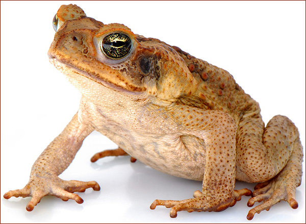 frog-600.jpg
