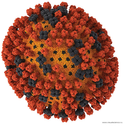visualsciense-virus-gripp-h1n1.jpg