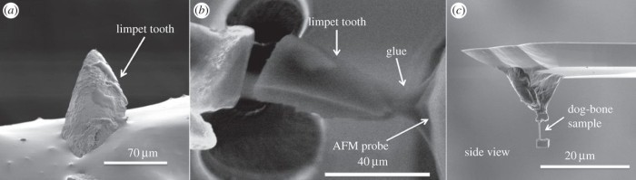 geektimes-strongest-teeth-1.jpg