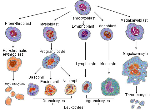 geektimes-cancer-cells.jpg