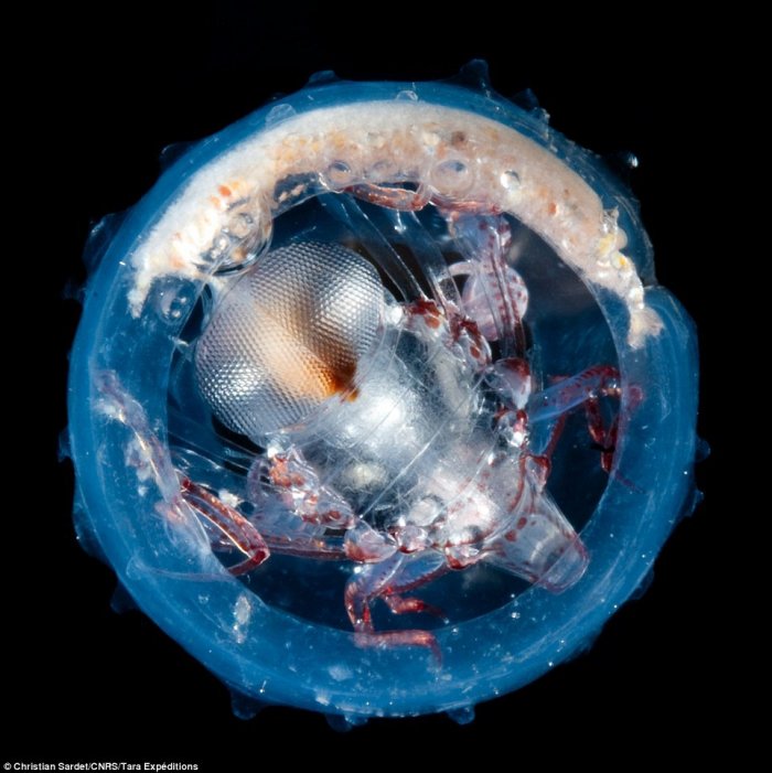 geektimes-plankton-1.jpg