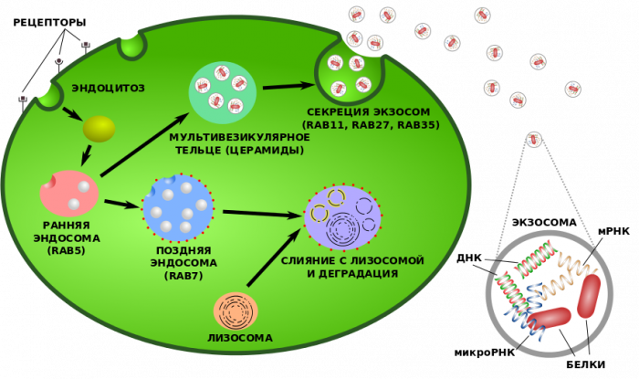 geektimes-exosome.png