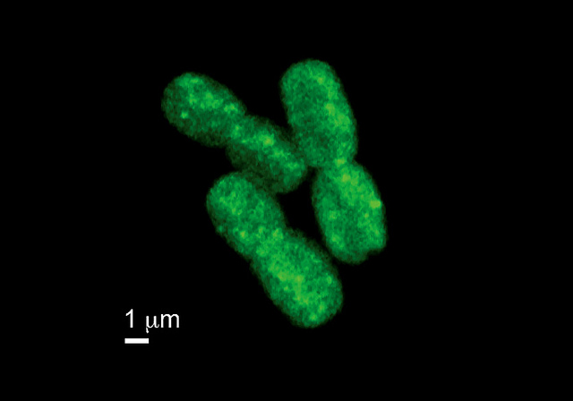 nkj-bacterium.jpg