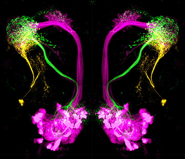 popmech-artificial-neuron-1.jpg