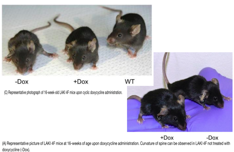 Продолжительность жизни мыши. Цикл жизни мыши. Мышь декоративная Продолжительность жизни. Мыши и факторы Яманаки.
