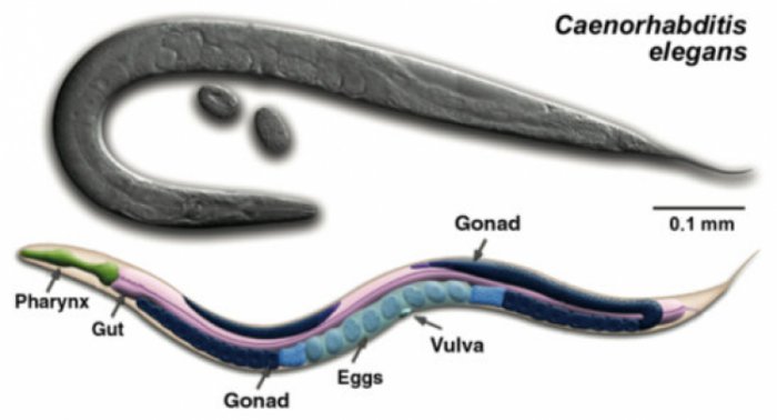 caenorhabditis-elegans-55697-75.jpg