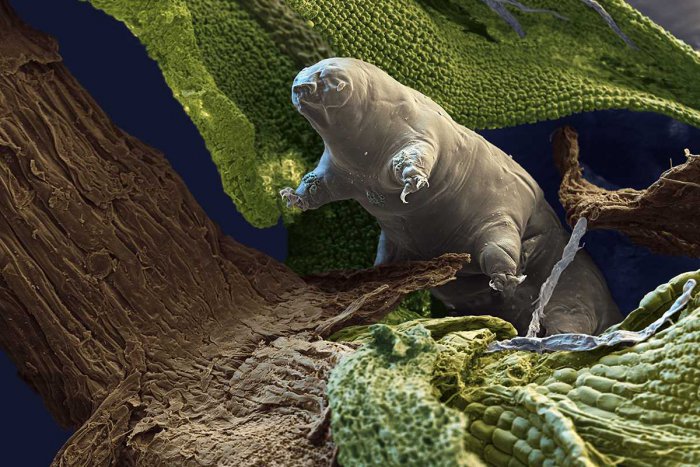tardigrades.jpg