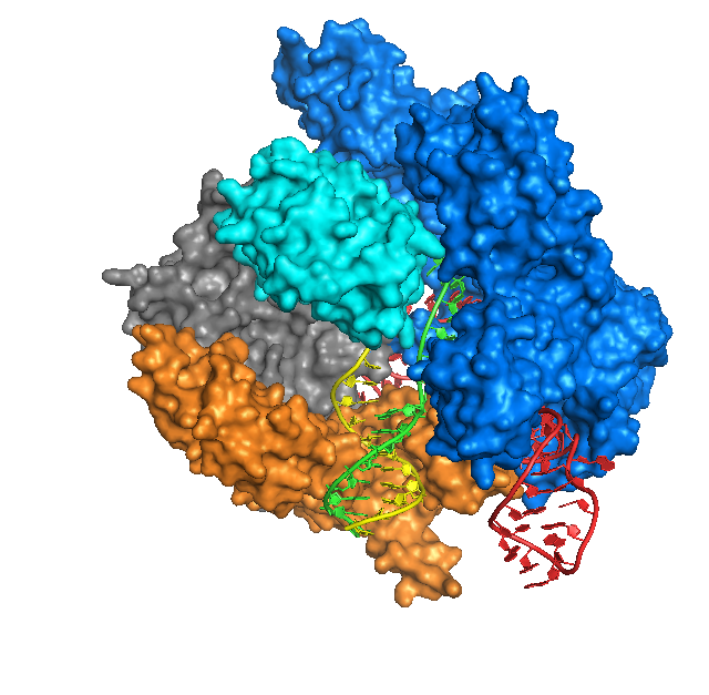 cas9_anders_dna_bound_structure.png