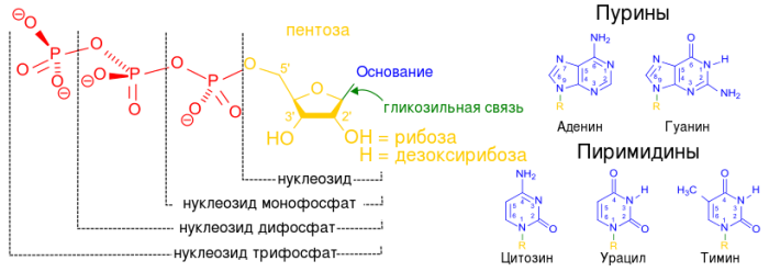 nucleotides.ru_.1.svg_.png