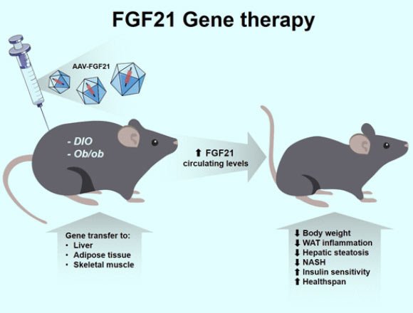 large-preview-image_6186_fgf21_gene_therapy.jpg
