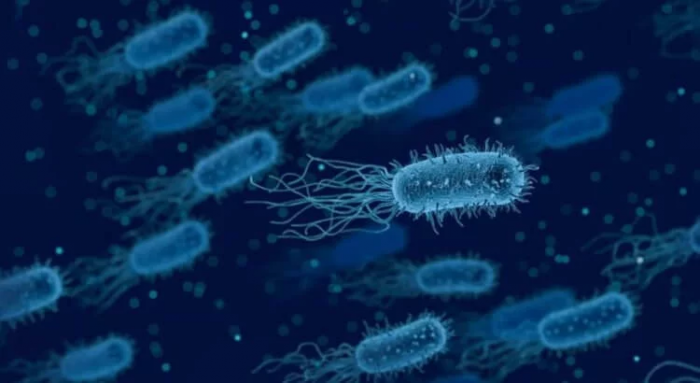 bakterii1.png