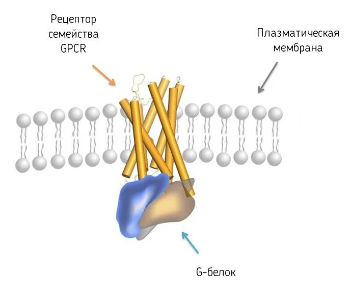 receptory1.png